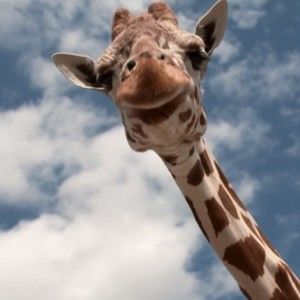 Meet your Posher, Priscilla